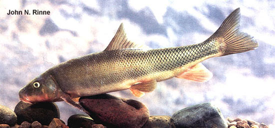 Catostomus bernardini