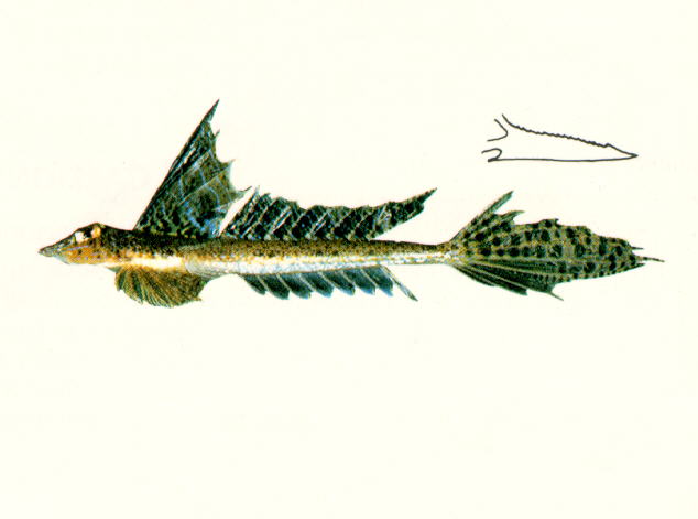 Callionymus grossi