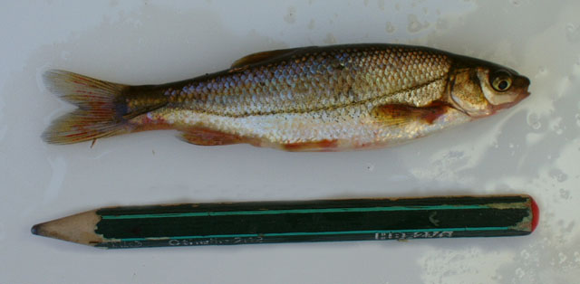 Iberochondrostoma almacai