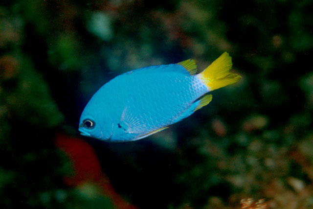 Chromis flavicauda