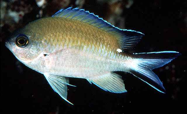 Chromis fumea