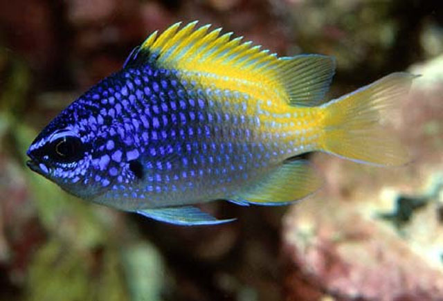 Chromis limbaughi