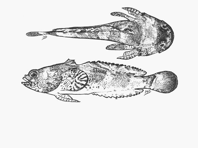 Chatrabus melanurus