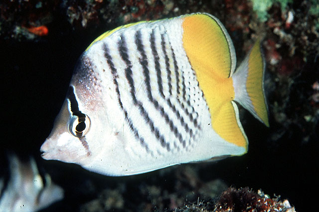 Chaetodon mertensii