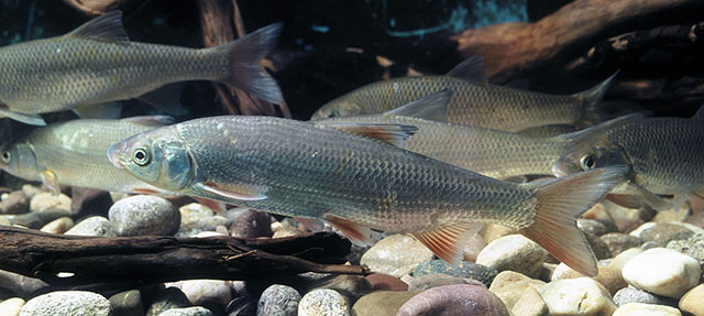 Chondrostoma nasus