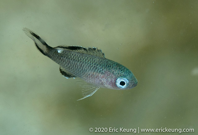 Chromis notata