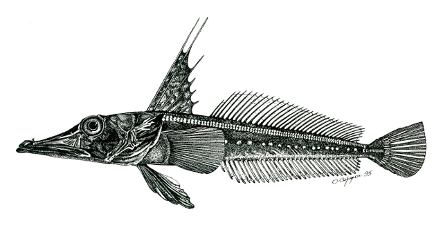 Channichthys panticapaei