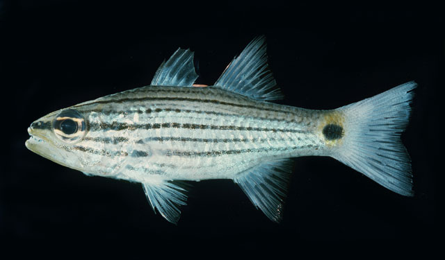 Cheilodipterus persicus