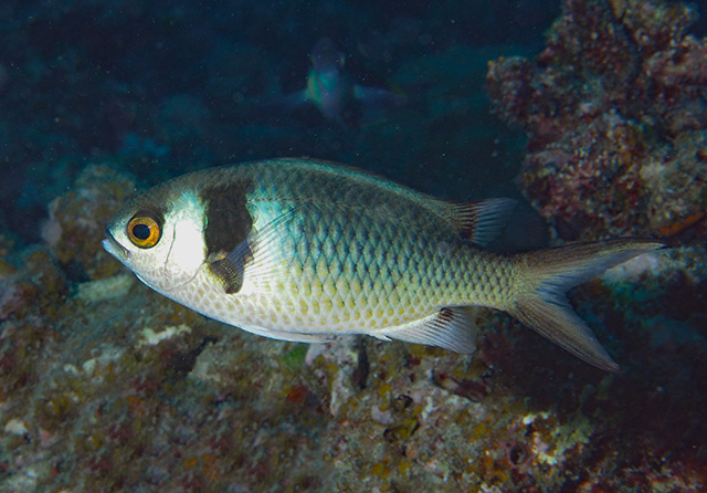 Chromis torquata