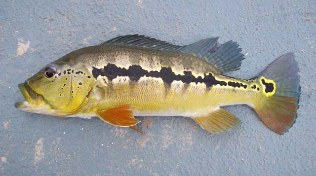 Cichla intermedia