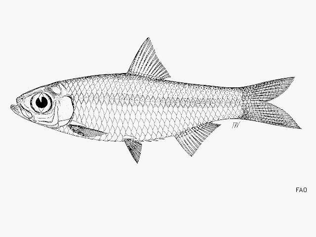 Clupeoides hypselosoma