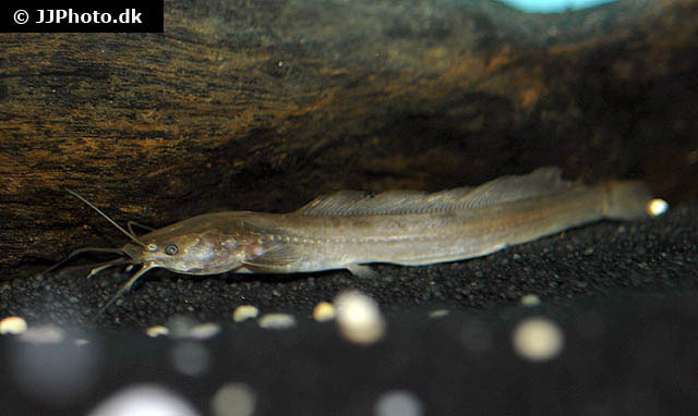 Clarias jaensis