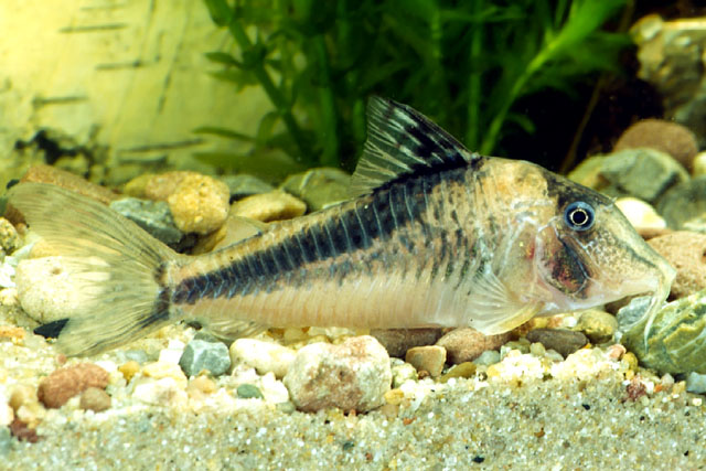 Corydoras fowleri