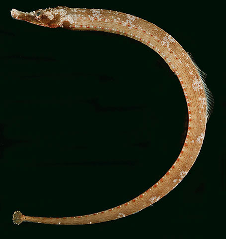 Cosmocampus howensis
