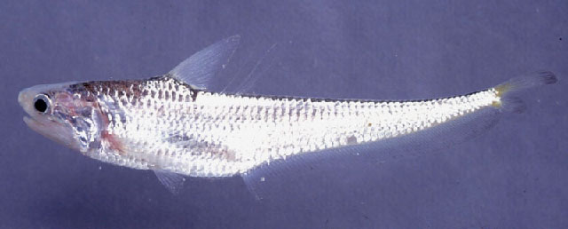 Coilia lindmani