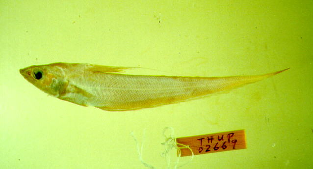 Coryphaenoides marginatus