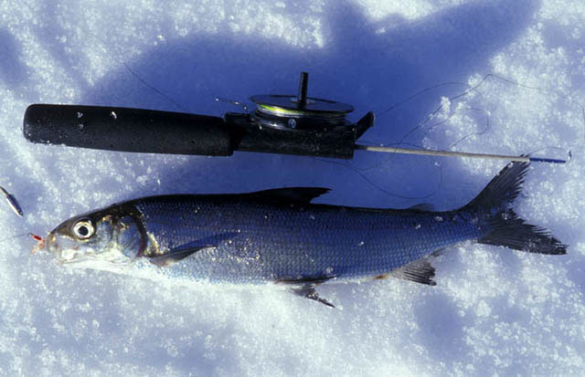 Comar_u5.jpg