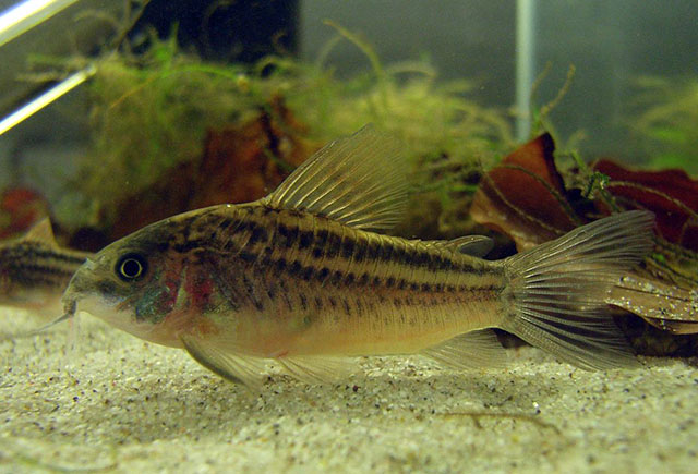 Corydoras nanus