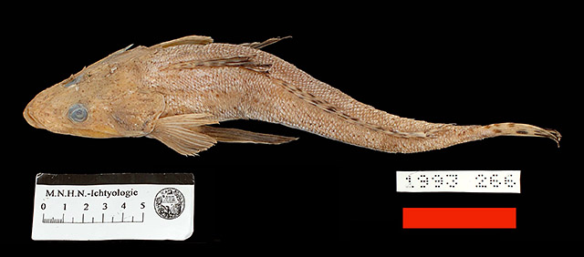 Cociella somaliensis