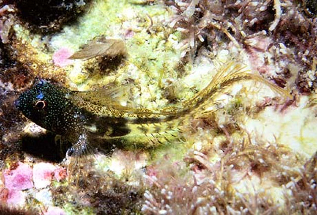 Coralliozetus springeri