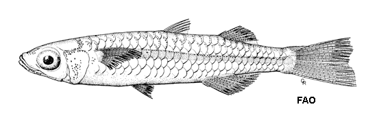 Craterocephalus capreoli