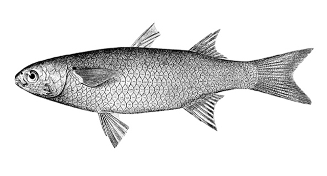 Moolgarda heterocheilos