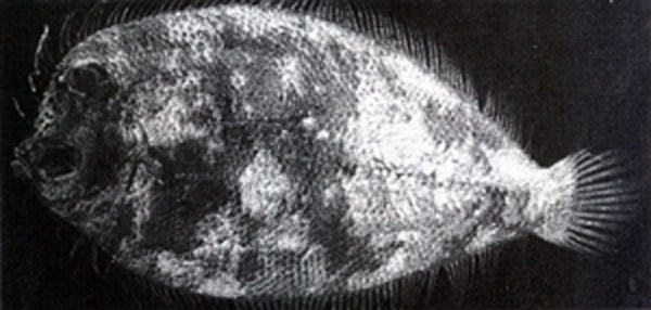 Crossorhombus kobensis