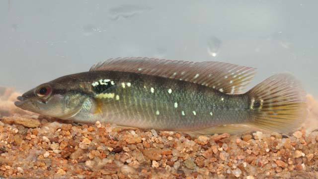 Crenicichla menezesi