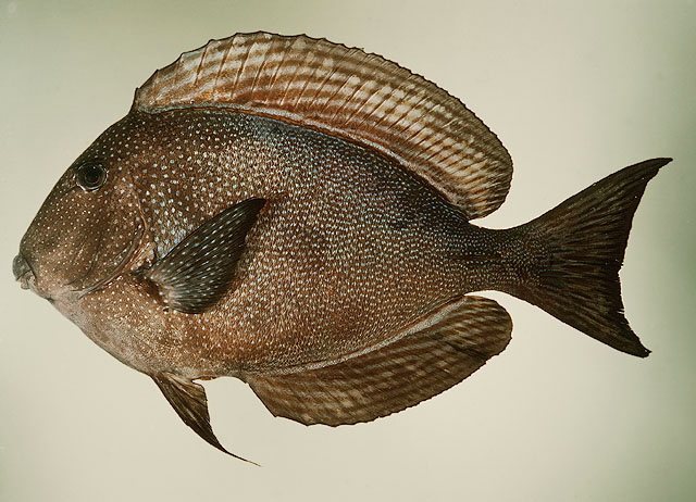Ctenochaetus marginatus