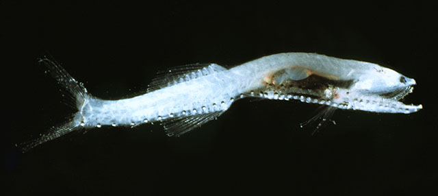 Cyclothone braueri