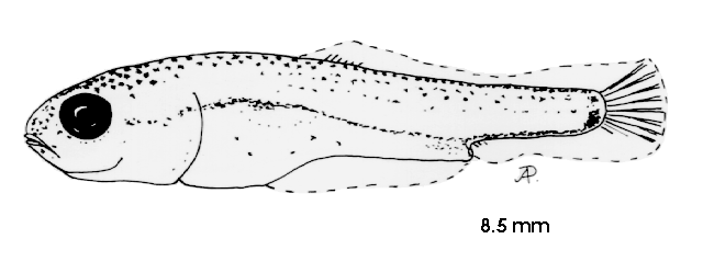 Cyprinus carpio