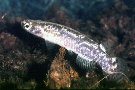 Cynodonichthys godmani