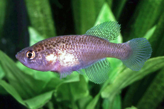Cynolebias griseus