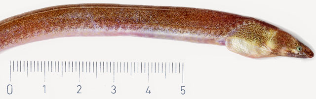 Dalophis imberbis