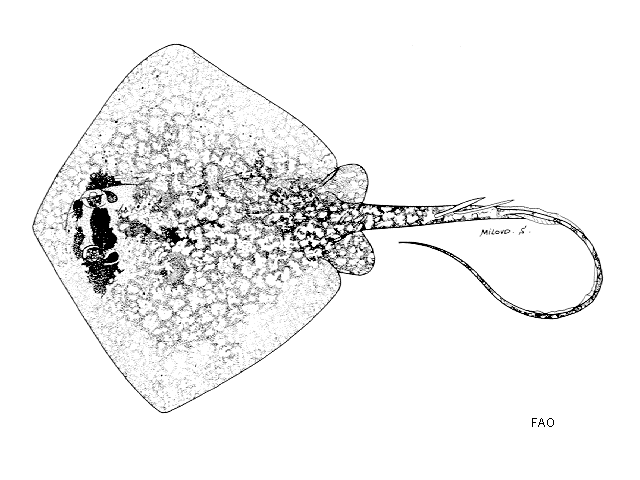 Neotrygon leylandi
