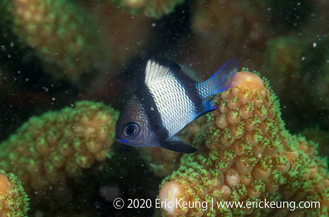 Dascyllus reticulatus