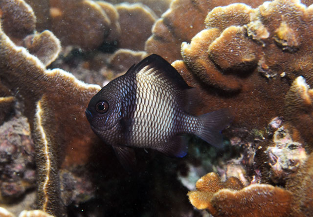 Dascyllus reticulatus