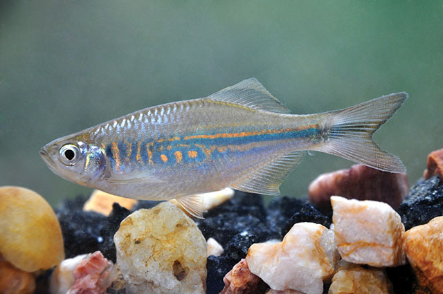 Devario micronema