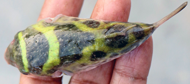 Dichotomyctere fluviatilis