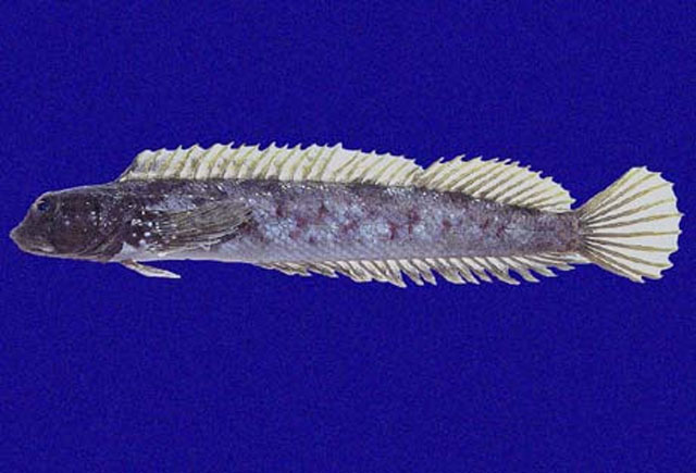 Dialommus macrocephalus
