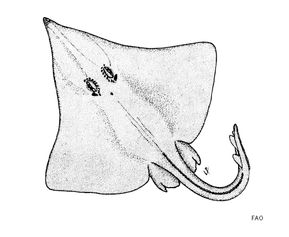 Dipturus stenorhynchus