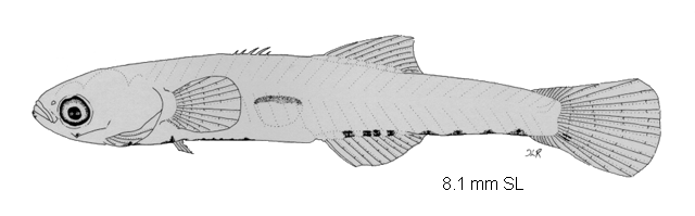 Dormitator maculatus