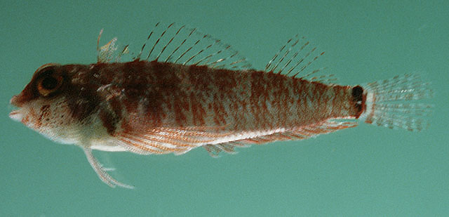 Enneapterygius elegans
