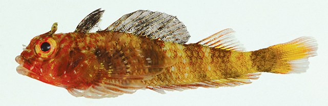 Enfla_m0.jpg