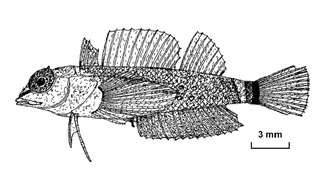 Enneapterygius trisignatus