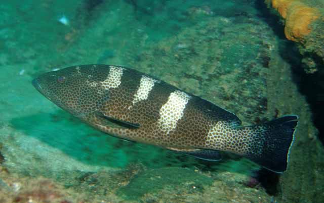 Epinephelus gabriellae