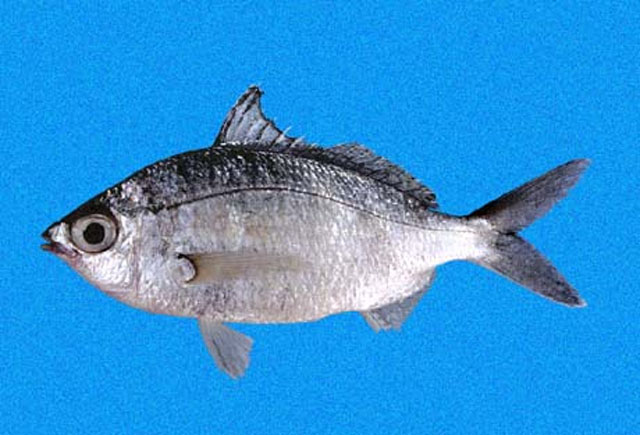 Eucinostomus entomelas