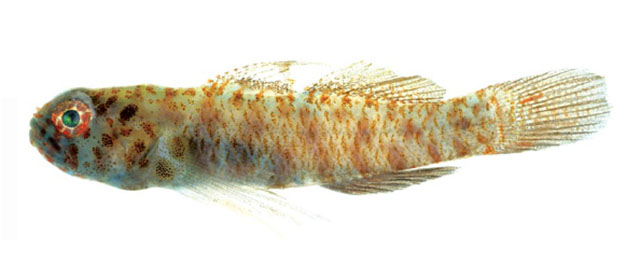 Eviota queenslandica