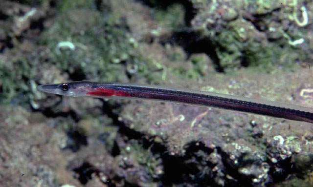 Facciolella oxyrhynchus