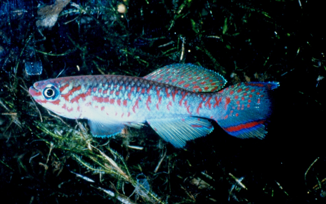 Furob_u0.jpg